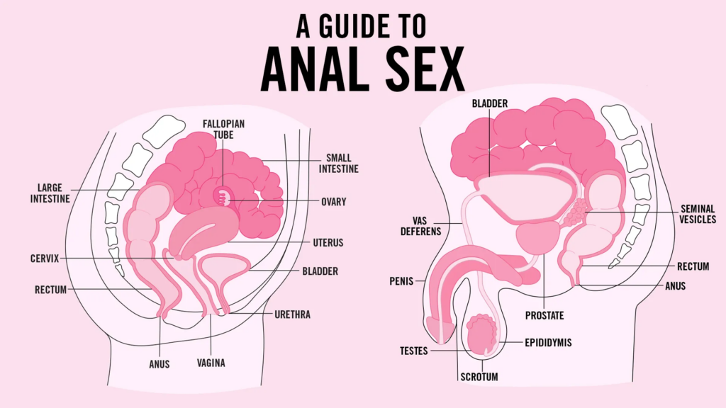 Teen Vogue A Guide to Anal Sex Diagram showing a side view of male and female anatomy. 