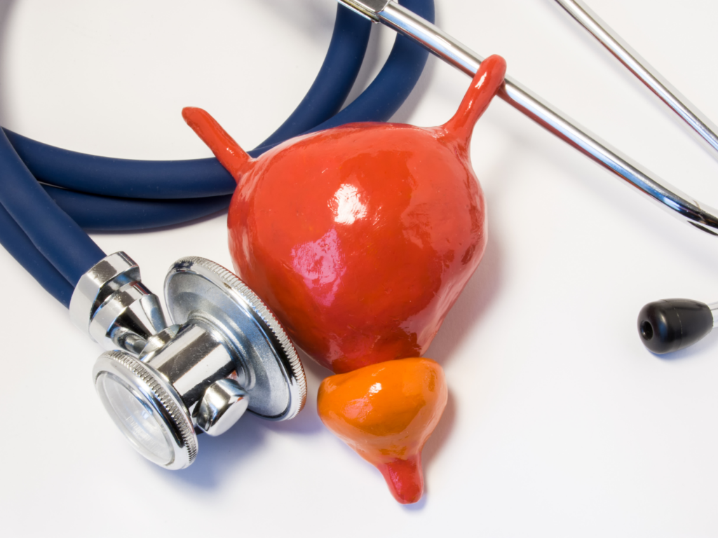 A doctor's stethoscope against a colorful model of a prostate. 