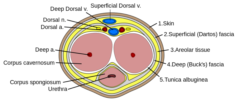 Illustration of the cross section of a penis with emphasis on fascial layers.