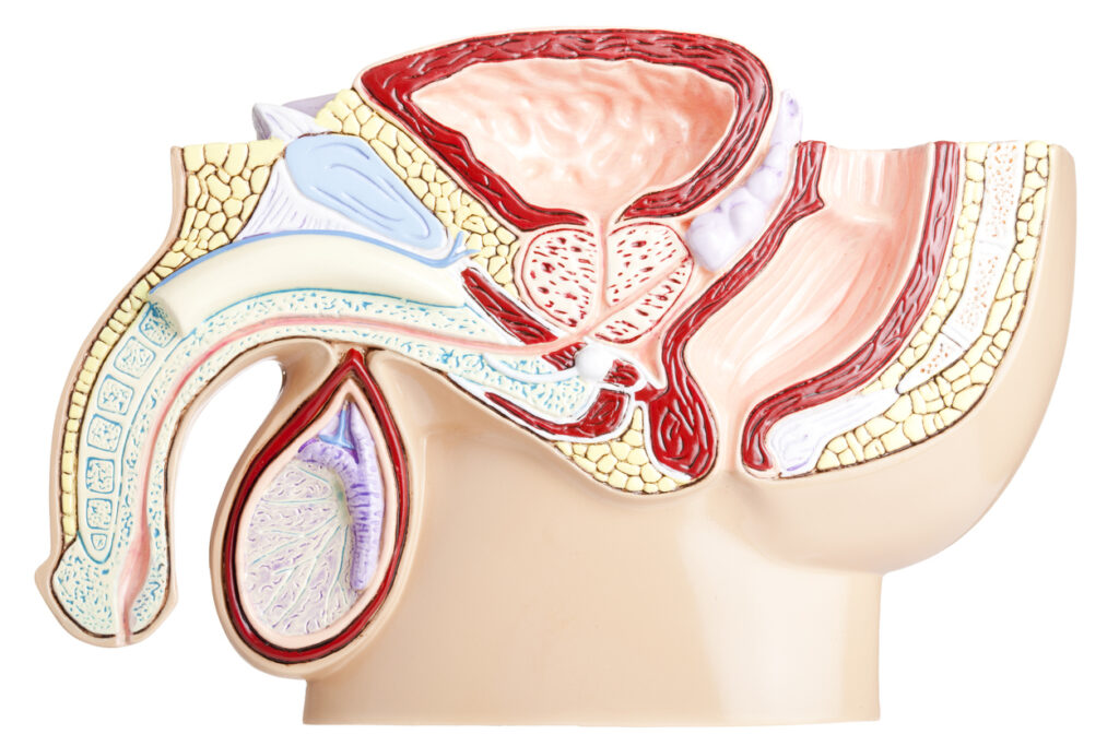 Mid-sagittal section showing the anatomy of the pelvis and testis. The model shot in studio environment. Isolated on white background.